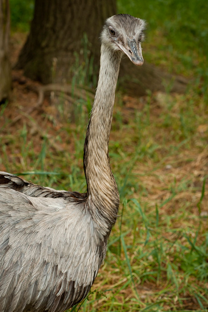 Parc Safari 3